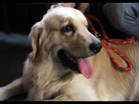 Parole de chien organise des visites de chiens en maison de retraite