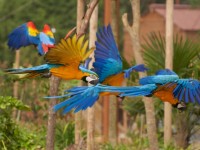 Parrot World : un parc animalier immersif aux portes de Paris