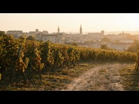 Pessac-Léognan : comprendre l'appellation des grands Bordeaux... aux portes de la ville