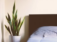 Peut-on mettre des plantes dans une chambre à coucher ?