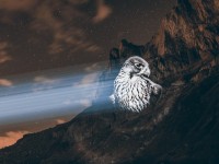 Photo : 3 choses à savoir sur Julien Nonnon