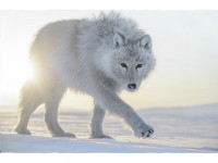 Photo : soutenez le projet d'album RSF consacré aux photos de Vincent Munier