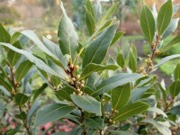 Phytothérapie : 5 vertus du laurier noble