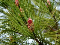 Phytothérapie : 5 vertus méconnues du pin