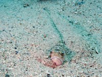 Piqûre de vive : que faire ?