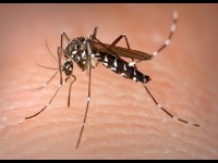 Piqûres d'insectes : les bons gestes à connaître