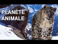 Planète animale : un documentaire pas bête sur France 2