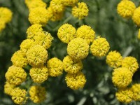 Plante : la santoline petit cyprès en 8 questions