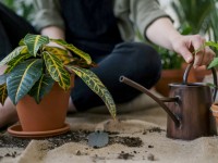 Plante verte desséchée : 5 astuces pour la faire revivre