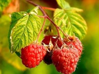 Planter des framboisiers : mode d'emploi