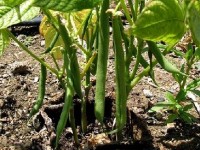 Planter des haricots : guide pratique