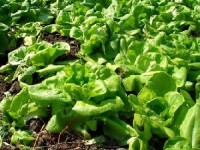 Planter des salades : méthode et variétés