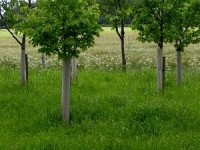 Planter un arbre : guide pratique