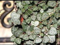 Plantes : 5 conseils pour entretenir un Ceropegia woodii