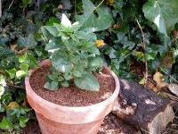 Plantes : quel pot choisir ?