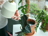 Plantes vertes : comment en prendre soin pendant la canicule ?