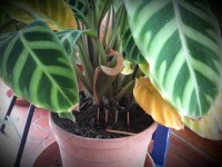 Plantes vertes : pourquoi mettre des allumettes dans les pots ?