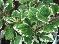 Plectranthus variegata : une plante très décorative