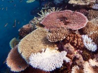 Plongée sous-marine : 5 choses à savoir sur le corail