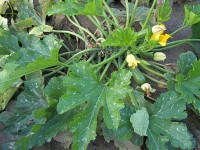 Potager : 8 maladies de la courgette