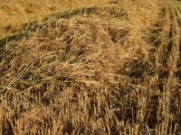 Potager : la phénoculture ou paillis de foin en 5 questions