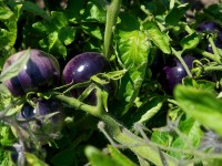 Potager : tout savoir sur la tomate bleue en 5 questions