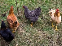Pourquoi les poules se roulent-elles dans la terre ?