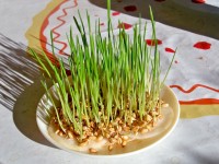 Pour la Sainte-Barbe, semez du blé et des lentilles