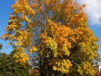 Qu'est-ce que l'été indien ?