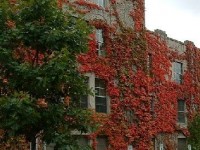 Qu'est-ce que l'Ivy League ?