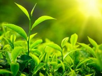 Qu'est-ce que la photosynthèse ?