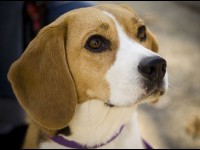 Qu'est-ce que le pedigree ?