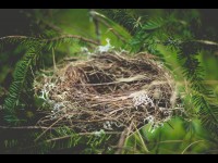 Qu'est-ce que le syndrome du nid vide ?