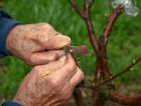 Quelle est la différence entre un arbre franc et un arbre greffé ?