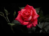 Quelle plante d'intérieur offrir pour la Saint Valentin ?