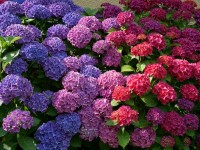 Quelles sont les couleurs tendances au jardin ?