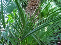 Quelles sont les meilleures plantes pour la prostate ?