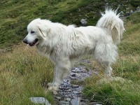 Randonnée en montagne : comment agir face aux patous ?