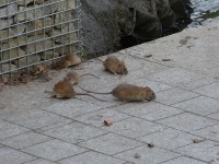 Rats, souris, fouines… comment protéger sa maison grâce à une dératisation efficace