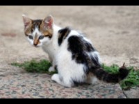 Réduire ses frais de vétérinaire