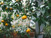 Rentrer les plantes pour l'hiver : quand et comment faire ?