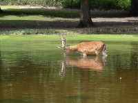Réserve de la Haute-Touche : le plus grand parc animalier de France