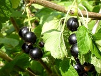 Rhumatismes : les plantes qui soulagent