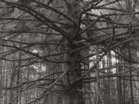 Robert Adams, l'endroit où nous vivons : une exposition au Jeu de Paume