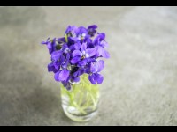 Saint-Valentin : quelles fleurs offrir ?