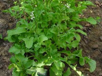 Salade de roquette : 5 choses à savoir sur cette salade qui pique