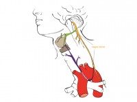 Santé : 5 choses à savoir sur le nerf vague