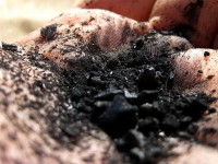 Santé : 5 vertus du charbon végétal