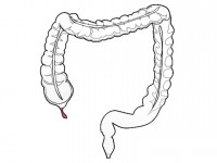 Santé : l'appendice est plus utile qu'on ne le croyait !