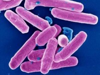 Santé : quelles différences entre microbe, virus et bactérie ?